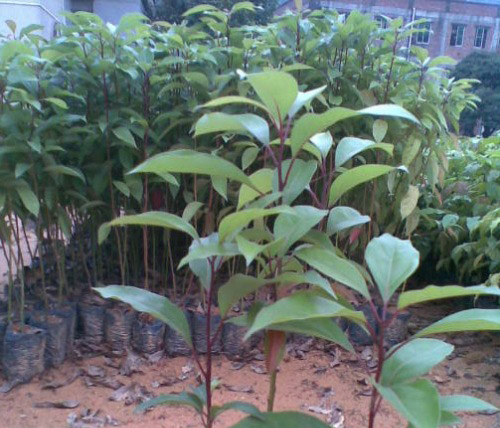 樟樹(shù)
