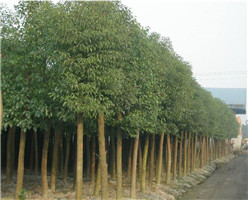 樟樹
